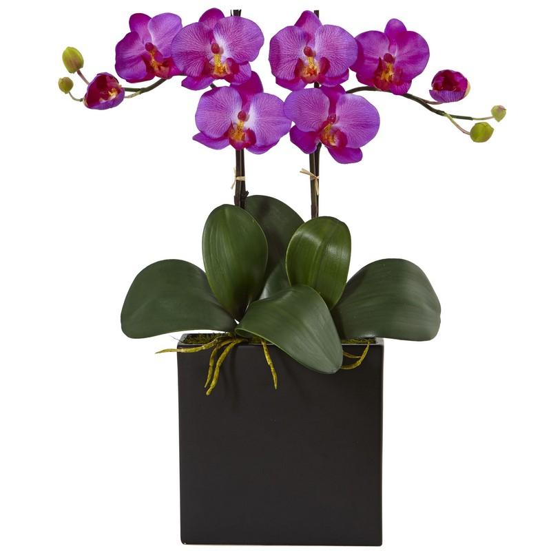 Double Mini Phalaenopsis in Black Vase