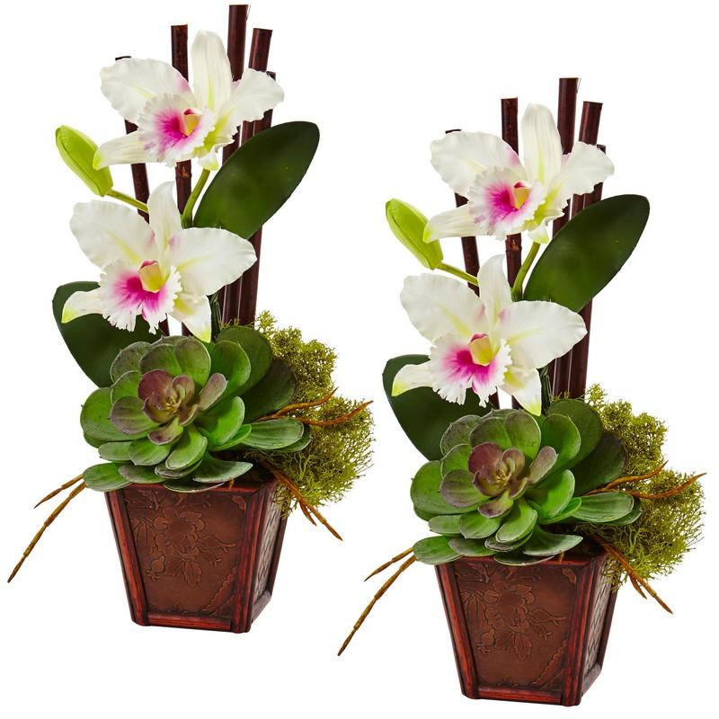 Cattleya Orchid and Succulent Arrangement (Set of 2)