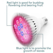 Load image into Gallery viewer, 12 LED Hydroponic Plant Garden Red Blue Light Lamp Bulb
